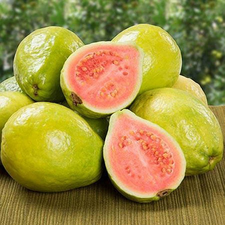 کرم بدن گواوا پتال فرش Petal Fresh Perfecting Guava حجم 237 میلی لیتر