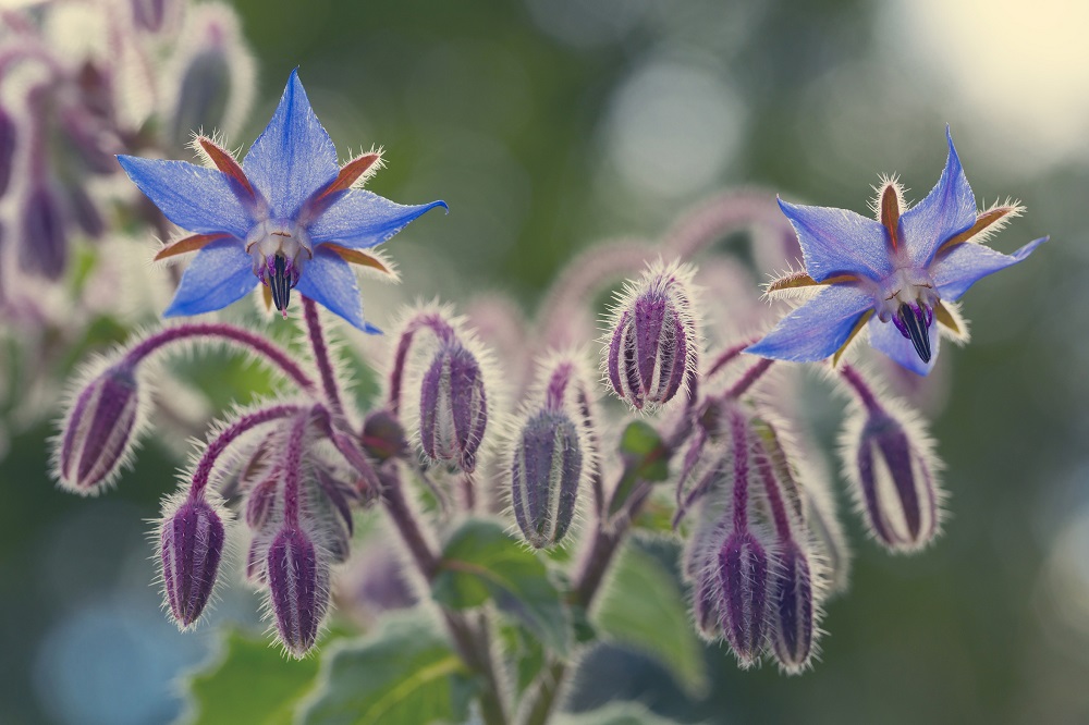 روغن ارگانیک دانه گل گاو زبان اوردینری Ordinary Borage Seed Oil حجم 30 میلی لیتر