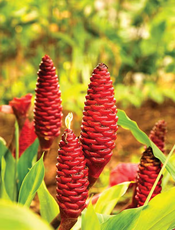 شامپو تقویت کننده و ترمیم کننده زنجبیل آواپوهی او جی ایکس Awapuhi